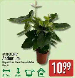 ALDI Gardenline Anthurium oferta