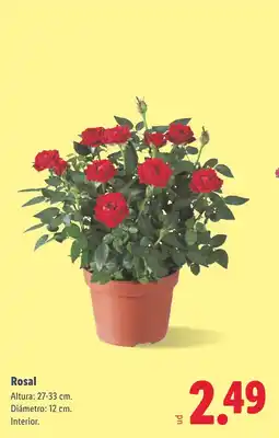 Lidl Rosal oferta