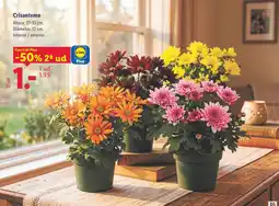 Lidl Crisantemo oferta