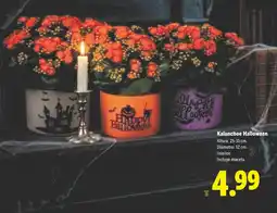 Lidl Kalanchoe Halloween oferta