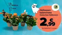 Carrefour Market Halloween kalanchoea oferta