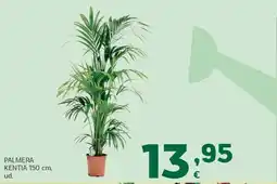 HiperDino Palmera kentia oferta