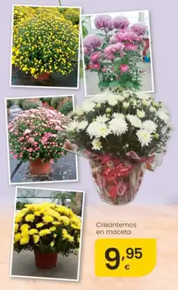 Eroski Crisantemos en maceta oferta