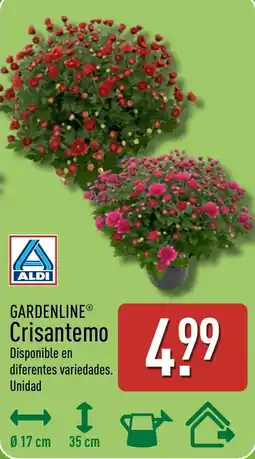 ALDI Gardenline crisantemo oferta