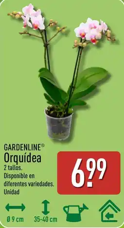 ALDI Gardenline orquídea oferta