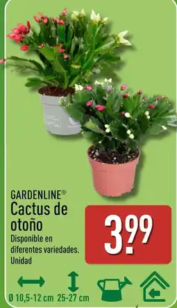 ALDI Gardenline cactus de otoño oferta