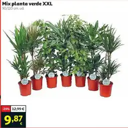 Alcampo Mix planta verde XXL oferta