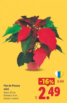 Lidl Flor de Pascua mini oferta