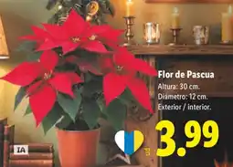 Lidl Flor de Pascua oferta