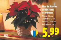 Lidl Flor de Pascua con maceta de mimbre oferta