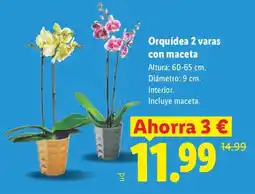 Lidl Orquidea 2 varas con maceta oferta