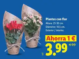 Lidl Plantas con flor oferta
