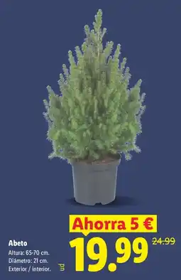 Lidl Abeto oferta