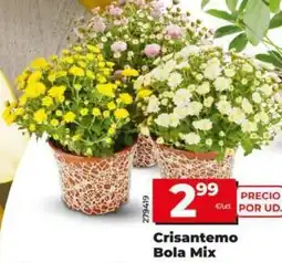 Dia Crisantemo bola mix oferta