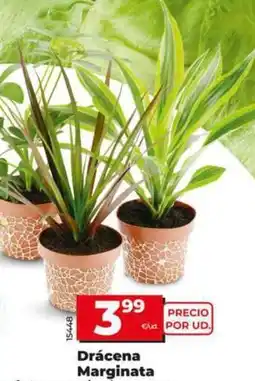 Dia Dracena marginata oferta