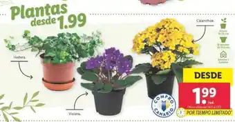 Lidl Plantas desde oferta