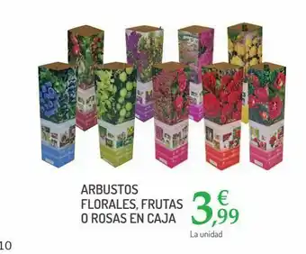 Carrefour Arbustos florales, frutas o rosas en caja oferta