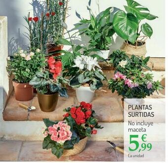 Carrefour Plantas surtidas oferta