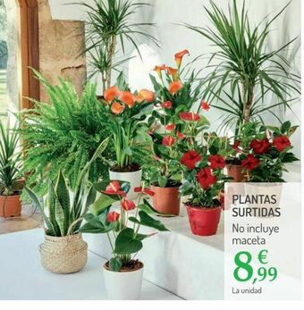 Carrefour Plantas surtidas oferta
