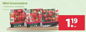 Lidl Semillas oferta