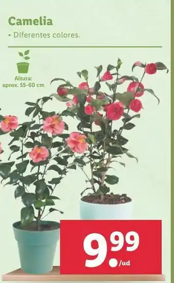 Plantas con flor