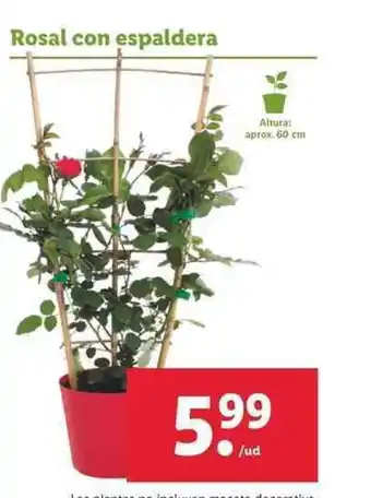 Lidl Rosal con espaldera oferta