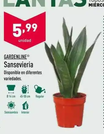 ALDI Gardenline Sansevieria oferta