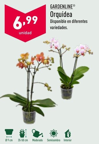 ALDI Gardenline® Orquídea oferta