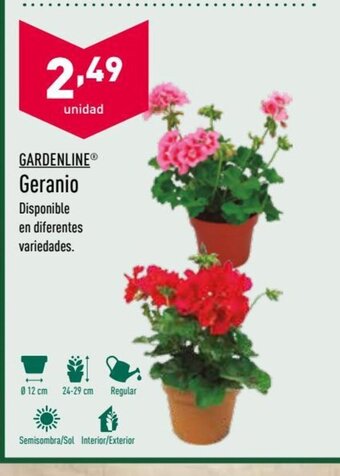 ALDI Gardenline Geranio oferta