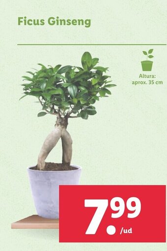 Lidl Ficus Ginseng oferta