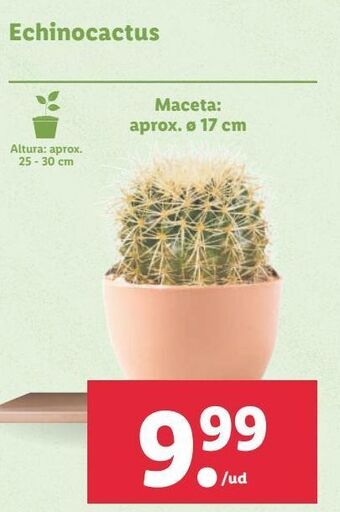 Lidl Cactus oferta
