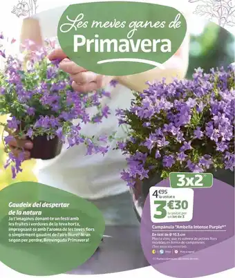Jardiland Campànula oferta
