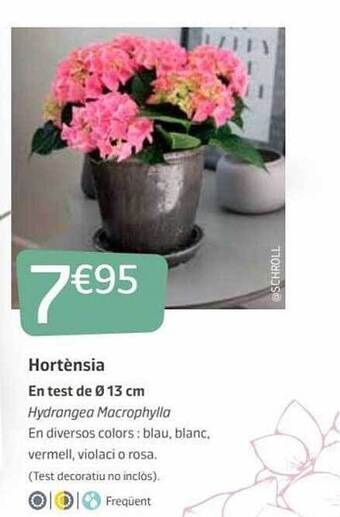 Jardiland Hortènsia oferta