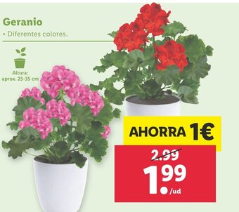 Lidl Geranio oferta