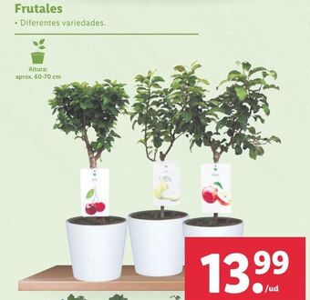 Lidl Frutales oferta