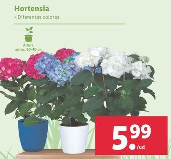 Lidl Hortensia oferta