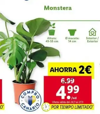 Monstera Altura: 45-55 cm/ O maceta: 14 cm/ Interior / Exterior