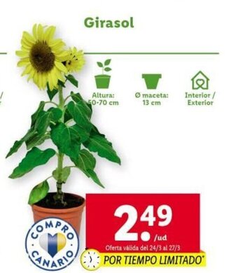 Lidl Girasol oferta