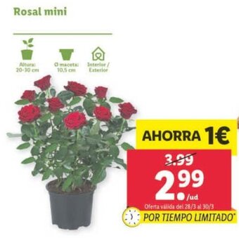 Lidl Rosal mini oferta