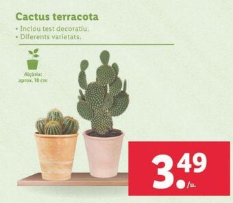 Cactus