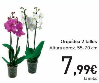 Carrefour Orquídea 2 tallos oferta