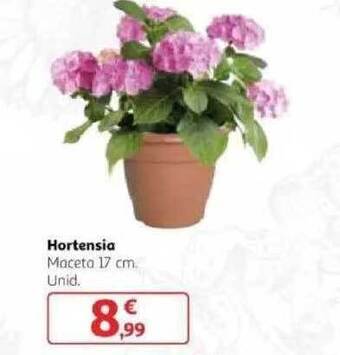 Alcampo Hortensia oferta