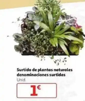 Alcampo Surtido De Plantas Naturales Denominaciones Surtidas oferta