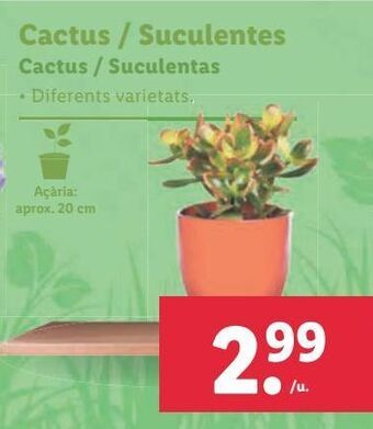 Lidl Cactus oferta