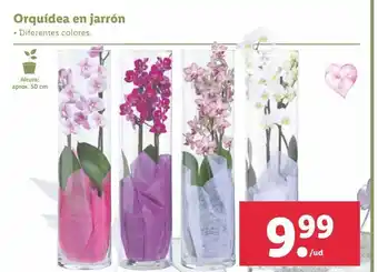 Lidl Orquídeas de jarrón oferta