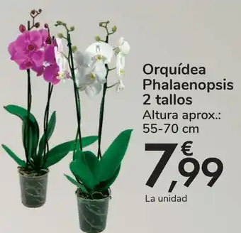 Carrefour Orquídea phalaenopsis 2 tallos oferta