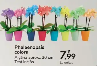 Carrefour Phalaenopsis colores oferta