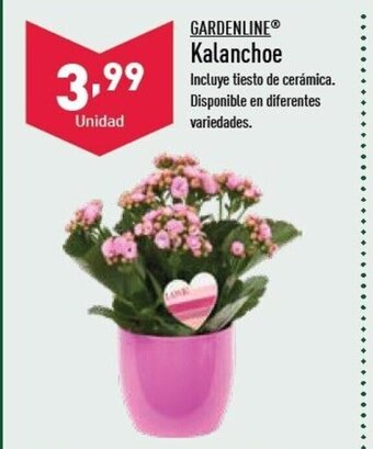 ALDI Gardenline Kalanchoe oferta