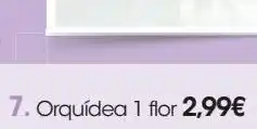 Eroski Orquídea 1 flor oferta