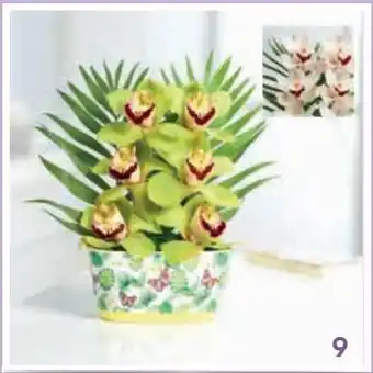 Eroski Orquídea 6 flores oferta